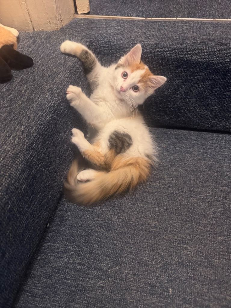 Beautiful Calico Ragdoll Cross Kitten for Sale 🐾❤️