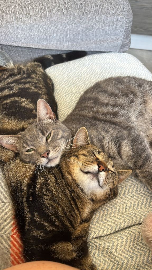 Male cats for rehoming