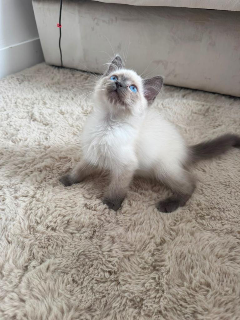 Ragdoll Kitten 