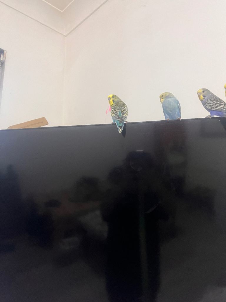 3 large hand tamed budgies for sale £150