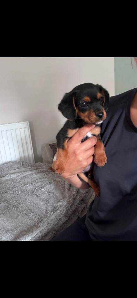 Cavalier x jackrussel 