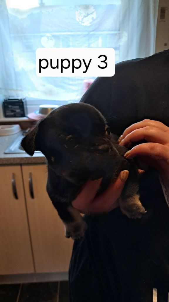 French bulldogs puppies 