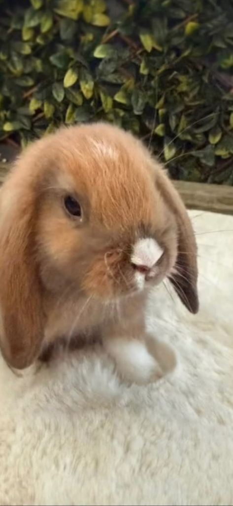 Mini lop 5 months 