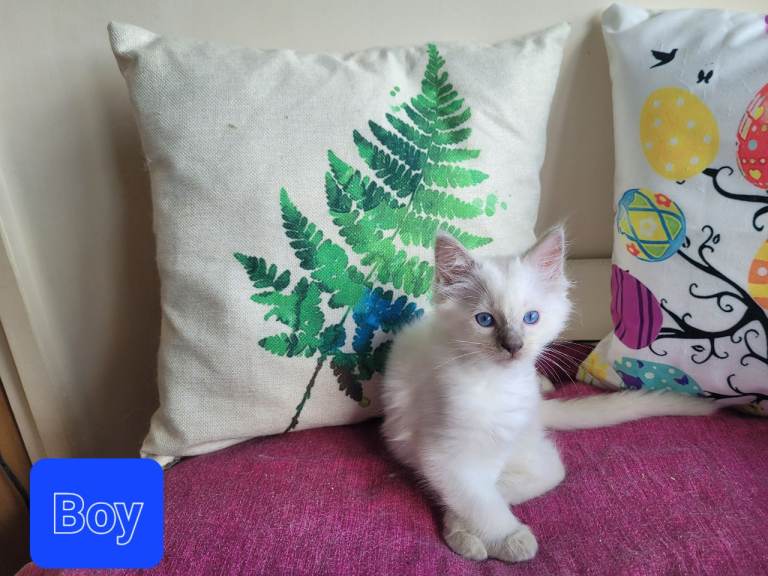 Two beautiful Ragdoll kittens 