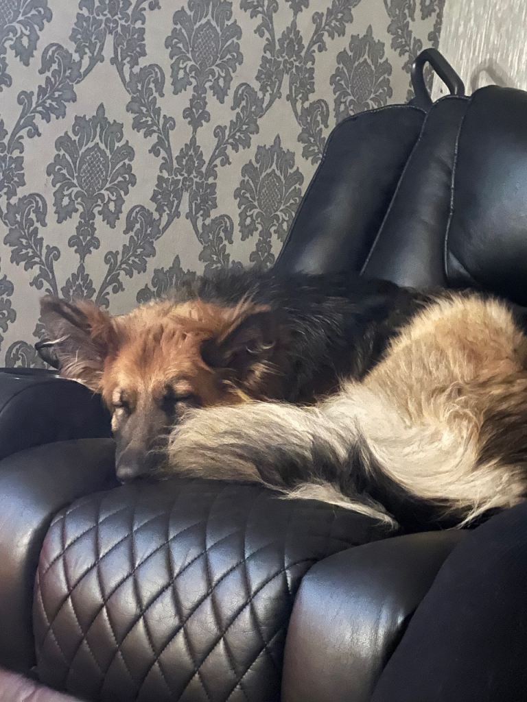 German Shepard 