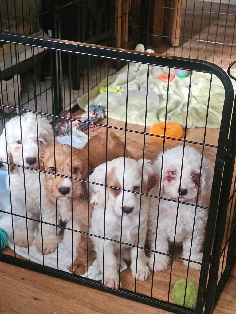 Ready now!! Beautiful white and red F2 cockapoos