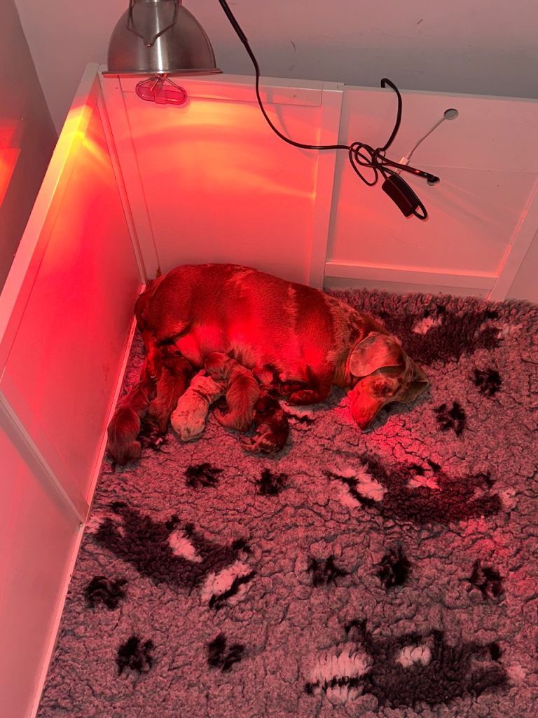 KC Registered Mini Dachshund Puppies