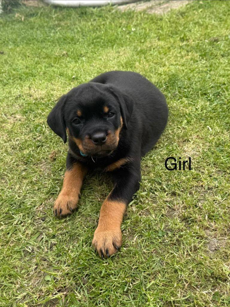 Rottweiler pups 