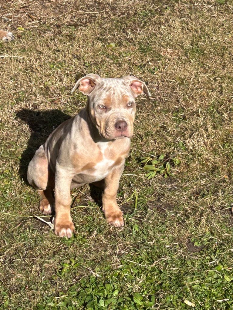 3 month old Bulldog puppies