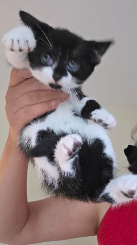 Adorable kittens ready to go now