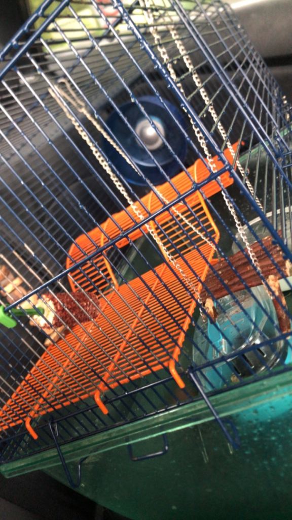2 large cages & 2 gerbils 