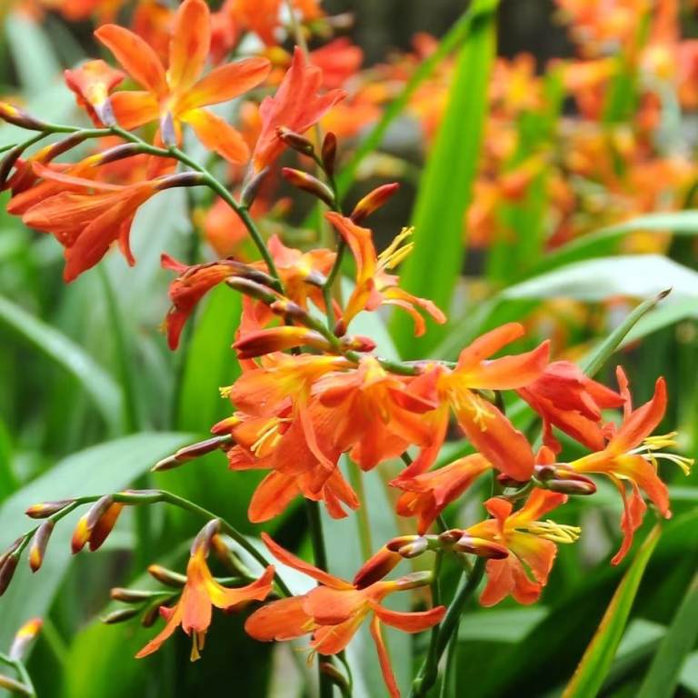 🧡 Orange CROCOSMIA Perennial Plants in 1L Pots – Hardy Summer Flowers – Bee Friendly – £3 each🧡