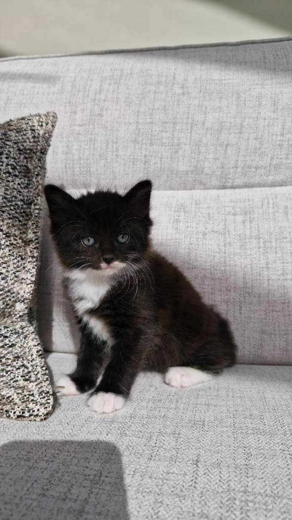 * last 2* Ready to leave....Gorgeous Fluffy Kittens for sale