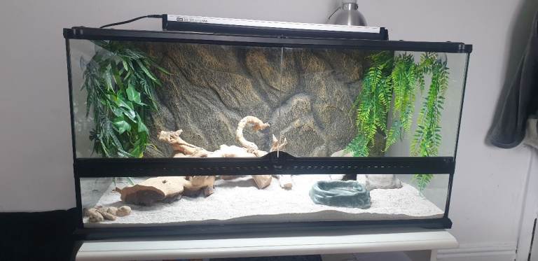 leopard gecko and full set up. 