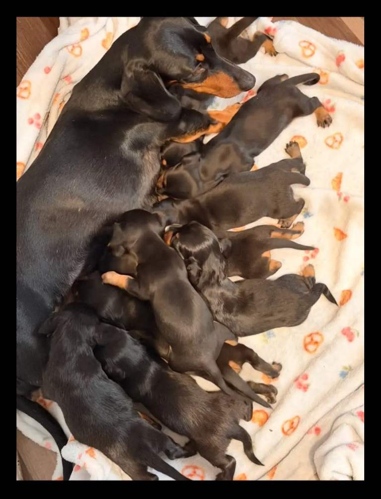 Dachshunds 4 girls,5 boys 3 wired haired 6 smooth