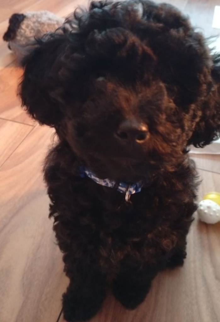 Toy poodle 