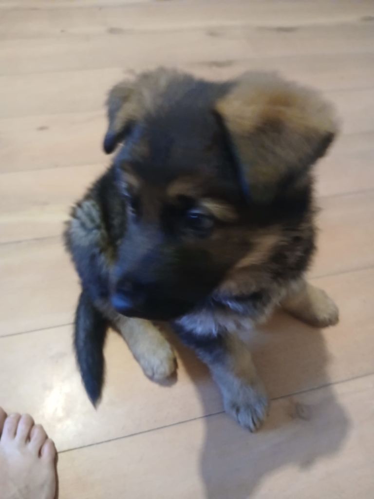 German shepherd 