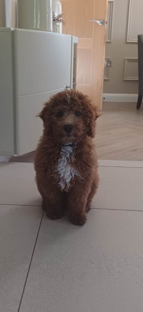 Cavapoo