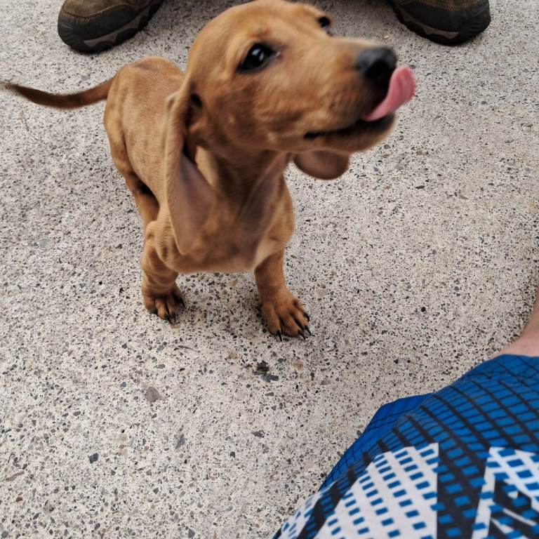 Miniature Dachshund Dapple
