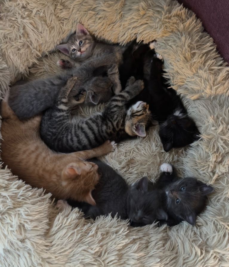 Beautiful Kittens looking for their forever Home