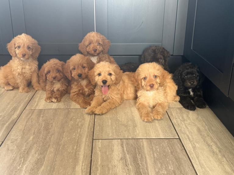 Cockapoo pups ready now 