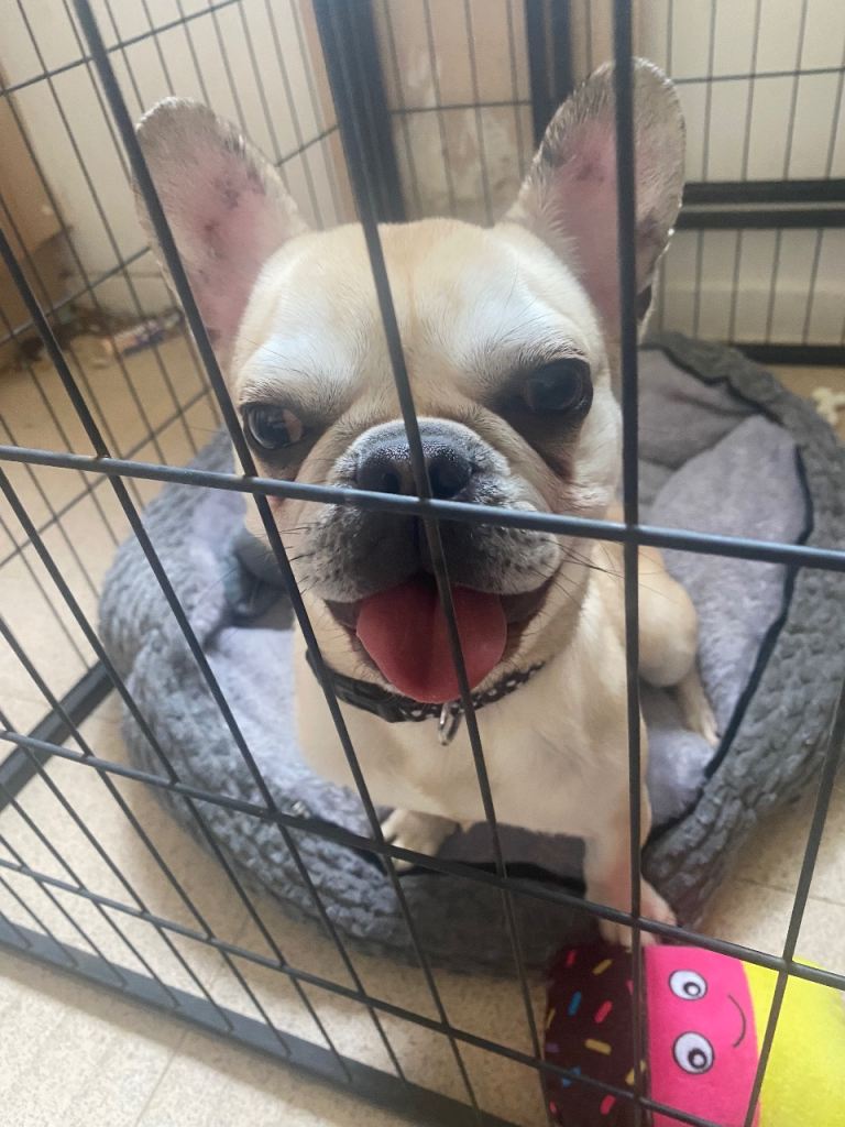 Frug for sale pug/french bulldog 