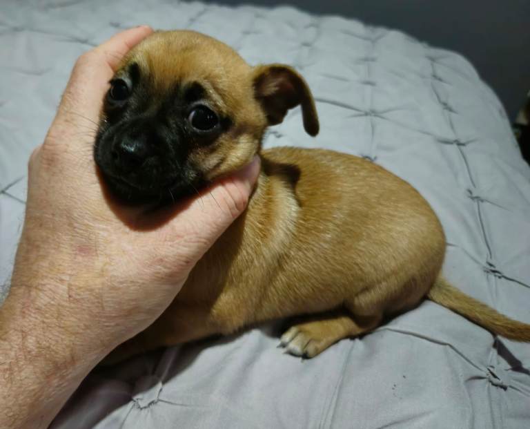 1 male chug puppy looking for forever home