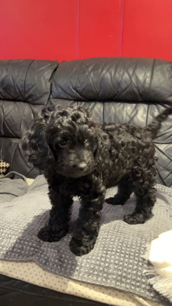 1 girl minature cockapoo READY NOW puppy left for sale in Tilbury