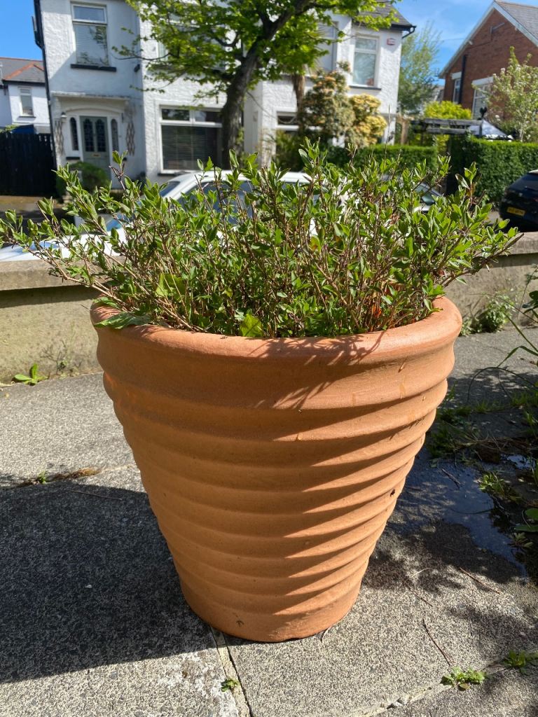 Mature salvia in large pot reduced £
