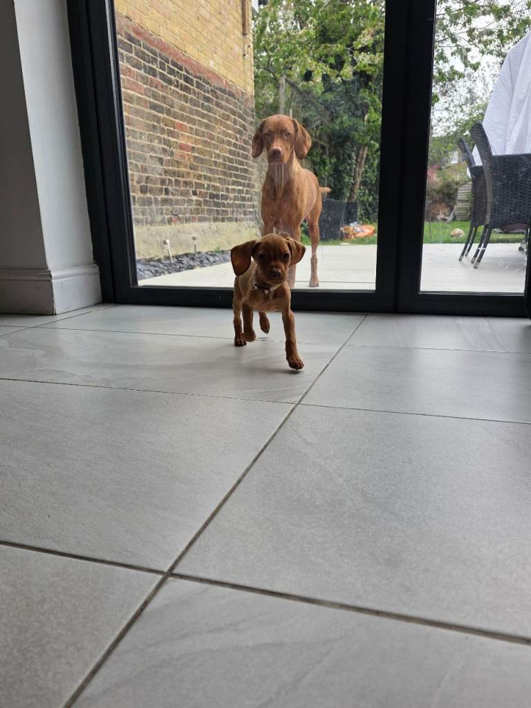 Beautiful Hungarian Vizsla Puppies Looking for Their Forever Homes! 