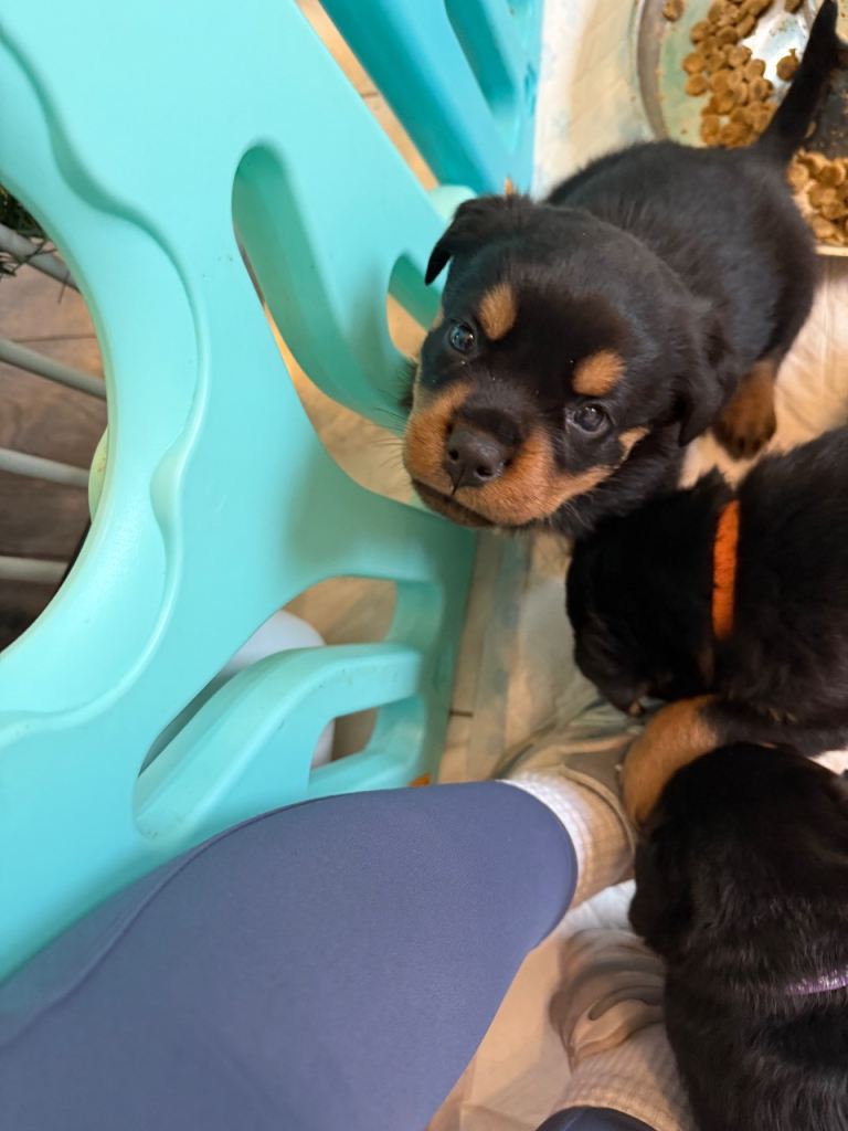 Chunky Rottweiler puppies 