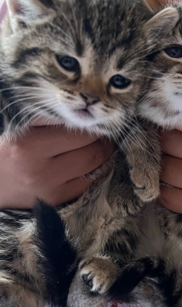 Bengal x British shorthair mix female kitten