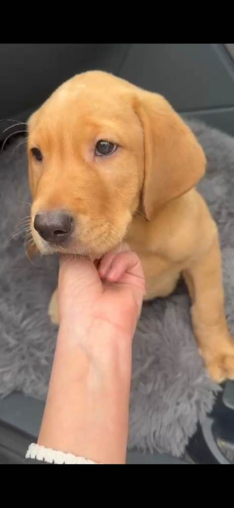 Labrador pup