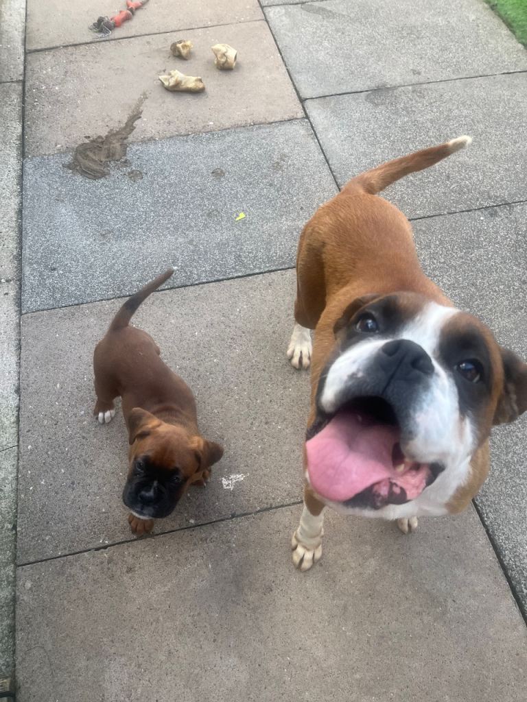 Stunning girl boxer pup 🐶