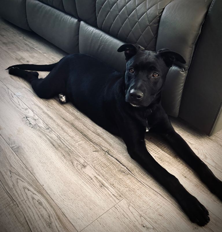 Dog for sale 
