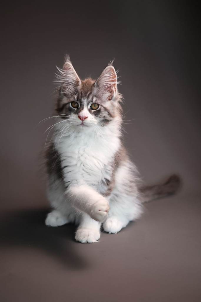 TICA registered Maine Coon Kittens – 1 Boy & 4 Girls Available