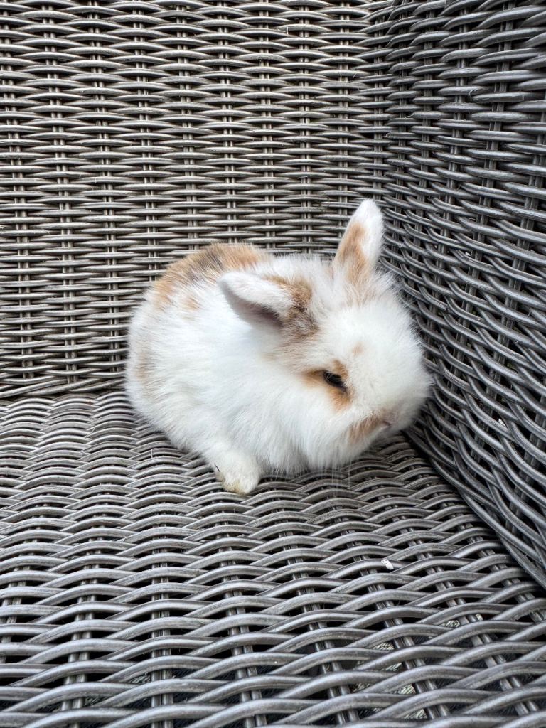 Mini lop x lion head
