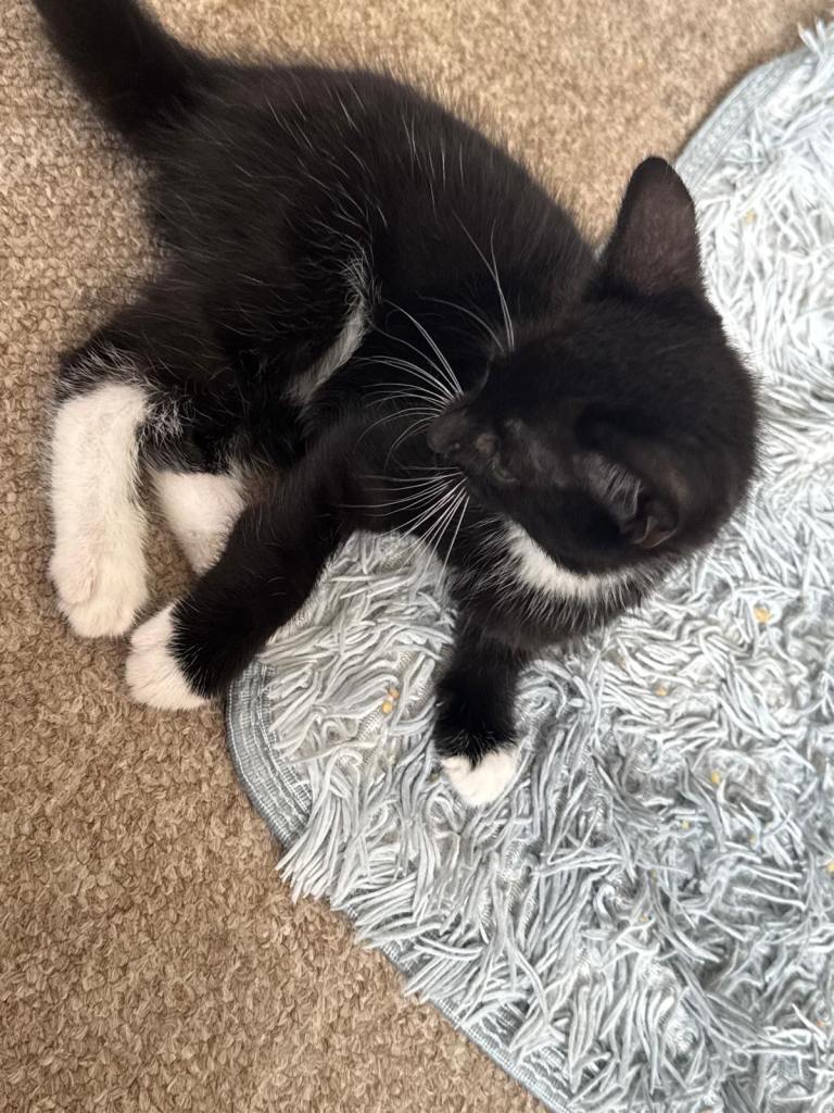 6 stunning Kittens Looking for Their Forever Homes