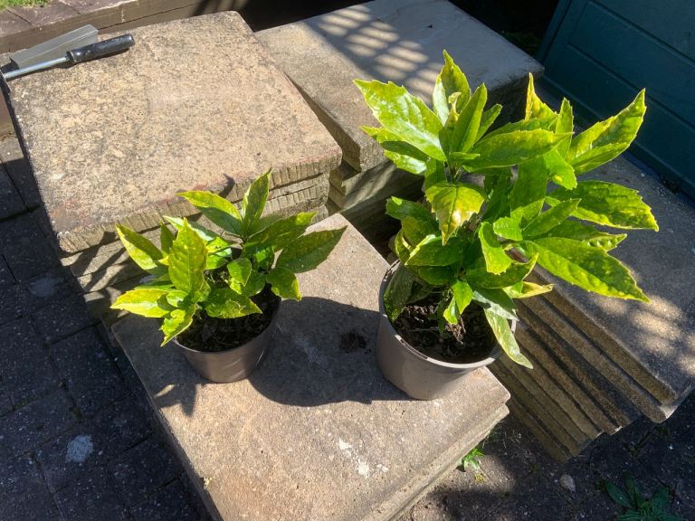Spotted laurel evergreen plants 