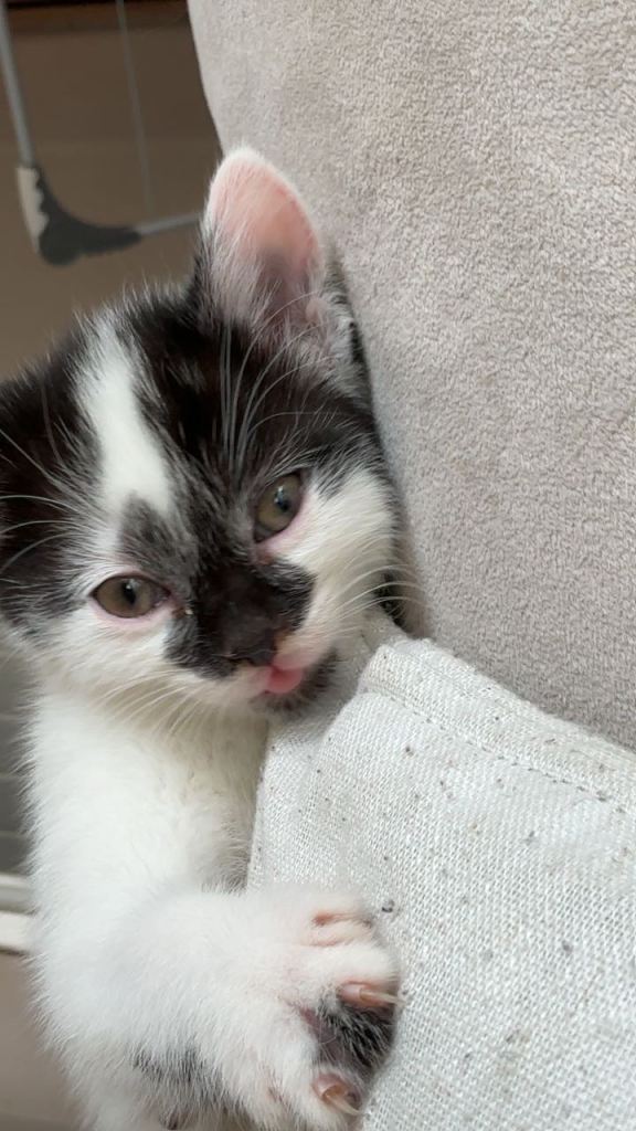 kittens ready to leave 