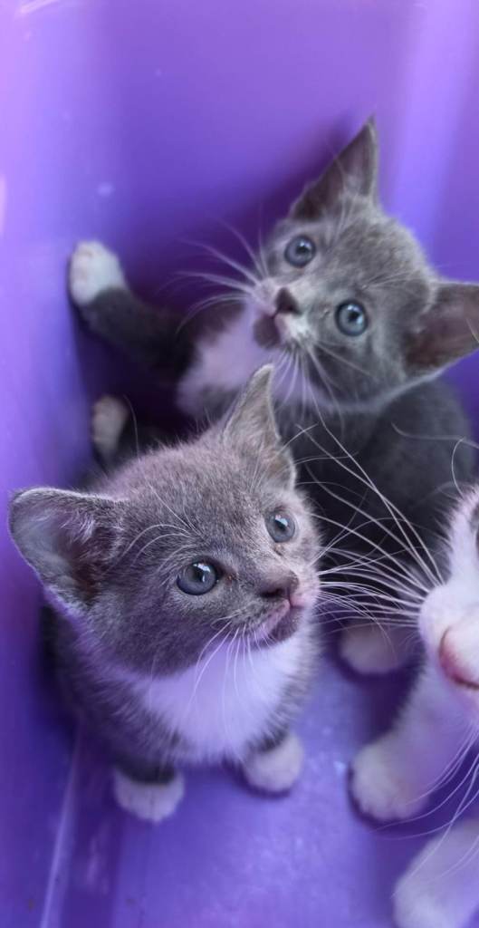 Beautiful kittens
