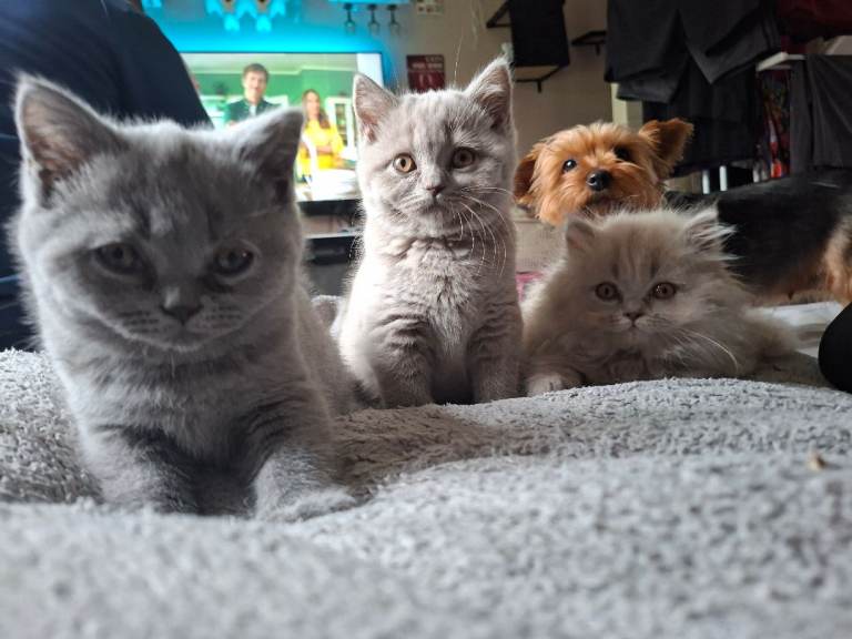 British kittens short and long hair