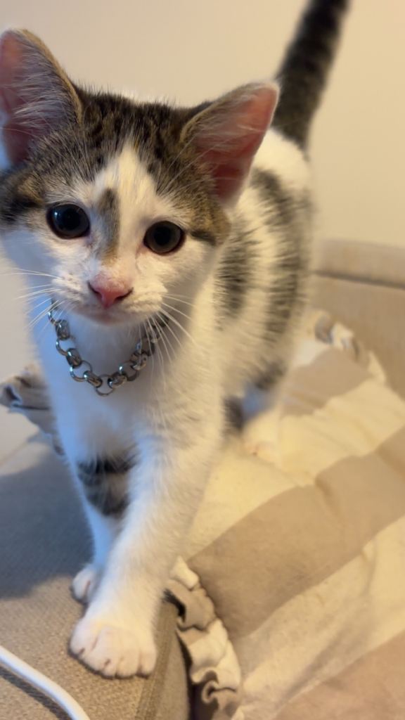 Beautiful female kitten 