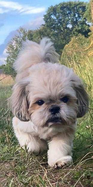 Shih Tzu ..... Arnie. 8 years old