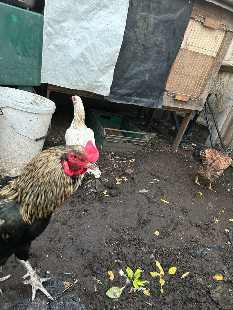 Aseel Rooster, hens and Pullets for sale