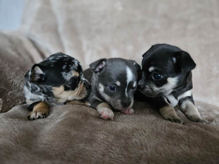 Chihuahua pups 