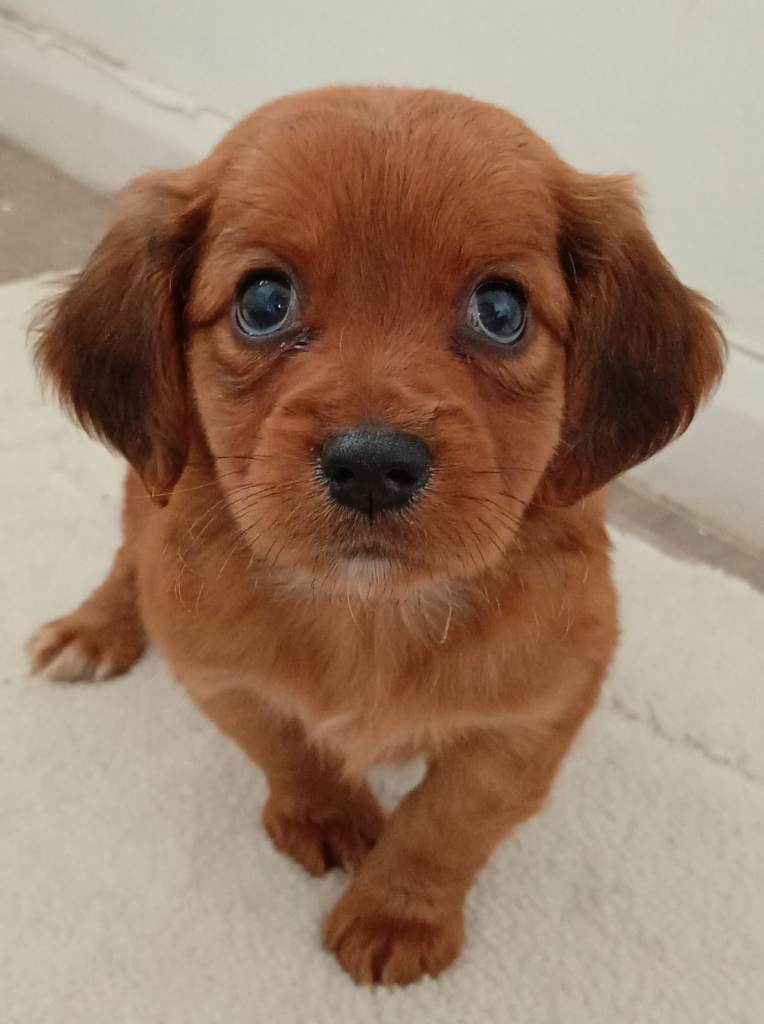 Cooker spaniel x Jake Russell 
