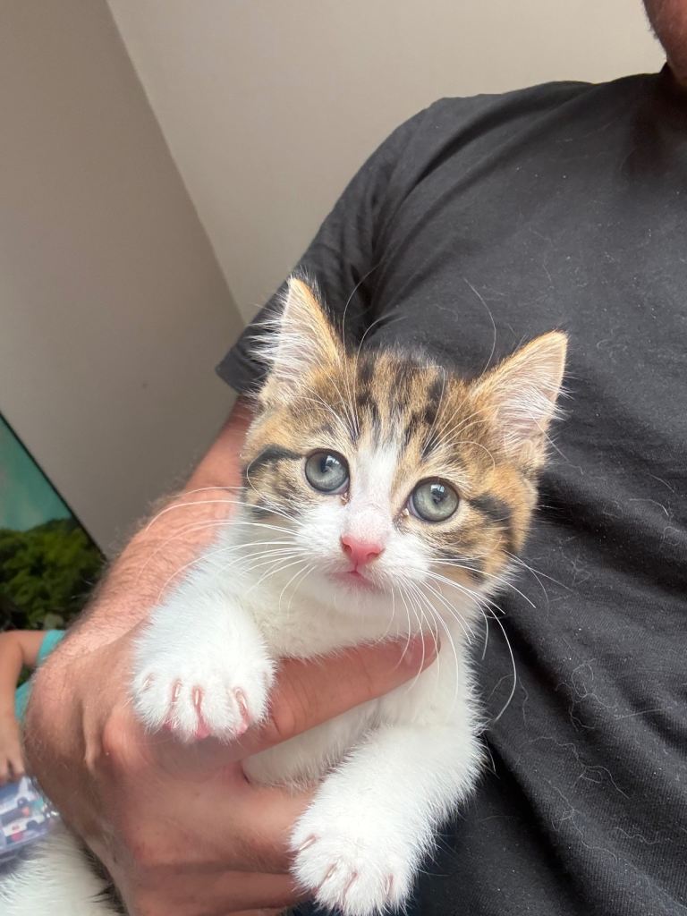 Beautiful kittens for sale