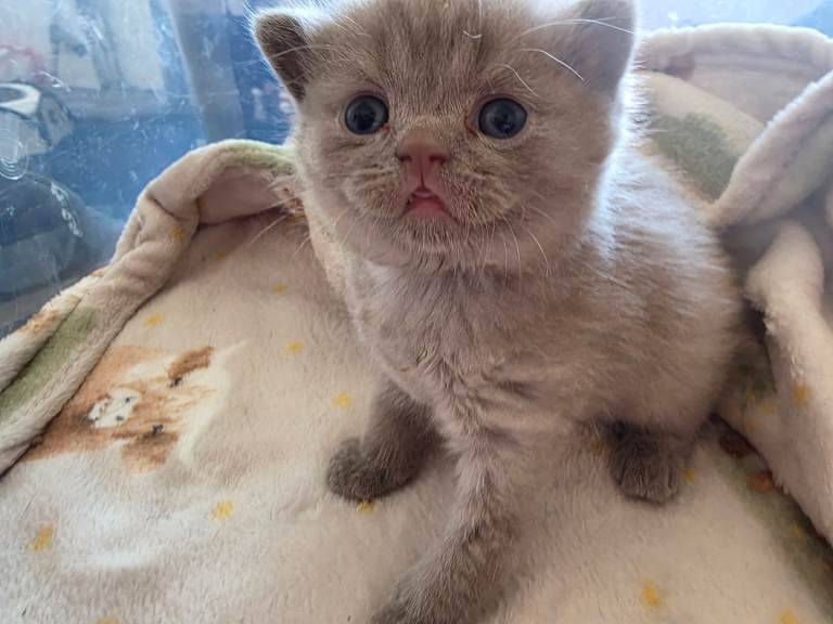 Kitten