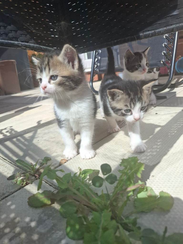 6 mix color kittens 